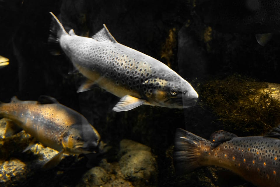 On trout, and the simplest cure for anxiety
